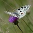Image result for Exotic Butterflies