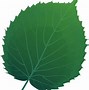 Image result for Apple Leaf PNG