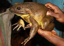 Image result for How Big Is the Biggest Frog