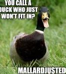 Image result for Baby Duck Memes Funny