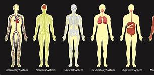Image result for Schematic Diagram in Anatomy Examples