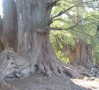 Image result for ahuenuete