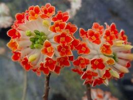 Image result for Edgeworthia chrysantha Red Dragon