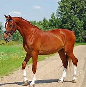 Image result for Canadian Horse Breed