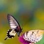 Image result for Butterfly Background Images HD