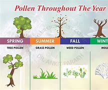 Image result for Tree Pollen Allergy Treatment