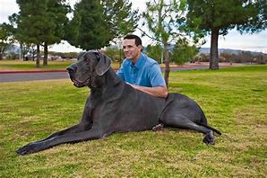 Image result for World's Tallest Dog