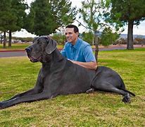Image result for Most Biggest Dog