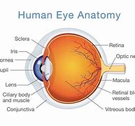 Image result for Retina Drawing