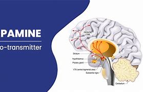 Image result for Dopamine in Your Brain