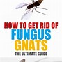 Image result for What Do Gnats and Fruit Flies Look Like