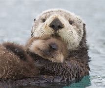 Image result for Sea Otter with Baby