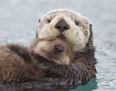 Image result for Otter and Stuff