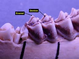 Image result for Deer Tooth Dentin