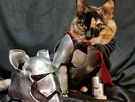 Image result for Cat in Armor Meme