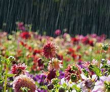 Image result for Rainfall Real Photo