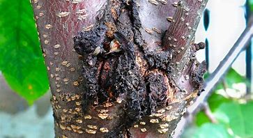 Image result for Pictures of Tree Diseases