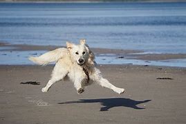 Image result for Funny Dog Running