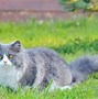 Image result for Ragdoll Cat Meow