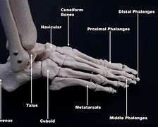 Image result for Cuboid Bone Foot