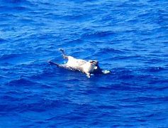 Image result for Sunken Ship Dead Cows