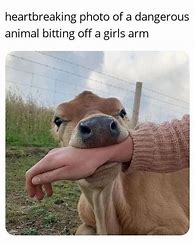 Image result for Cute Cow Memes