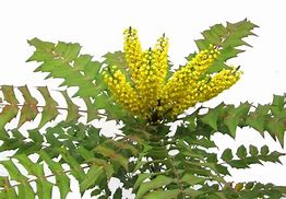 Image result for Mahonia Winter Sun Plant