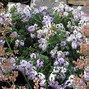 Image result for Aquilegia chrysantha