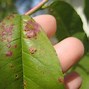 Image result for Leaf Curl On Peach Trees