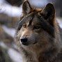 Image result for Animal Wallpaper Wolf