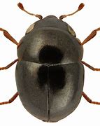 Image result for Bufocephala Chelidae