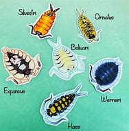 Image result for Isopod Art