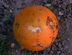 Image result for Rotten Orange