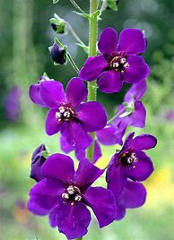 Image result for Verbascum phoeniceum Southern Charm