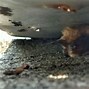 Image result for Bats in Michigan