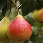 Image result for Pear Variety Identification