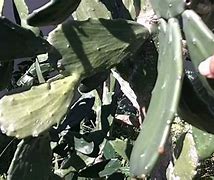 Image result for Prickly Pear Cactus Roots