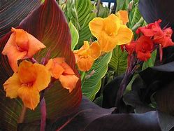 Image result for Canna Lily Varieties