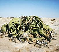 Image result for The Oldest Living Things in the World