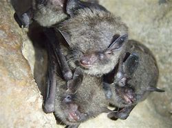 Image result for Happy Bat Immage