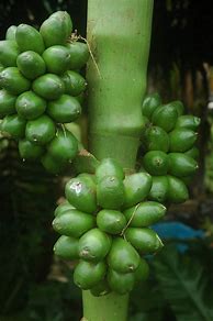 Image result for Areca Ipot