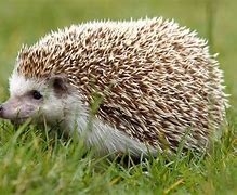 Image result for Real Life Hedgehog
