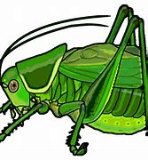 Image result for Crickets Chirping Clip Art