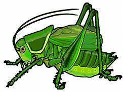 Image result for Female Cricket Insect Cartoon Clip Art