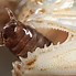 Image result for Isopod Mouth