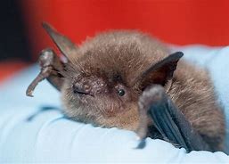 Image result for Vesper Bat