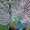 Image result for Red Peafowl