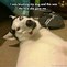 Image result for Camera Memes Animal Funny