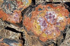 Image result for Colors of Petrified Wood