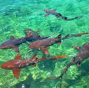 Image result for Fish Species in Exuma Bahamas